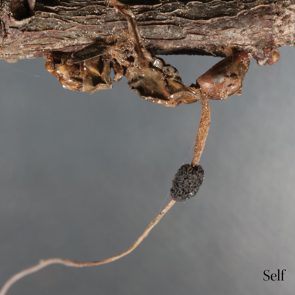 Album artwork for self