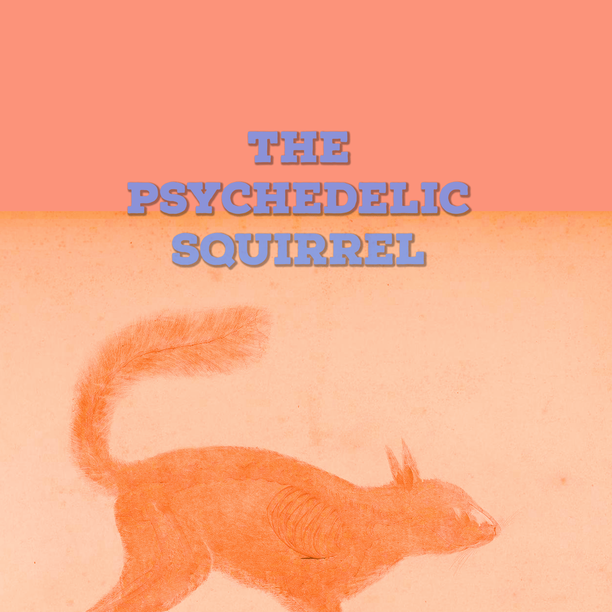The Psychedelic Squirrel