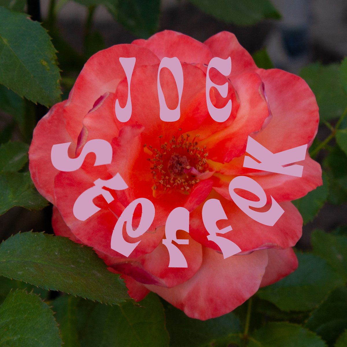 Joe Steffek