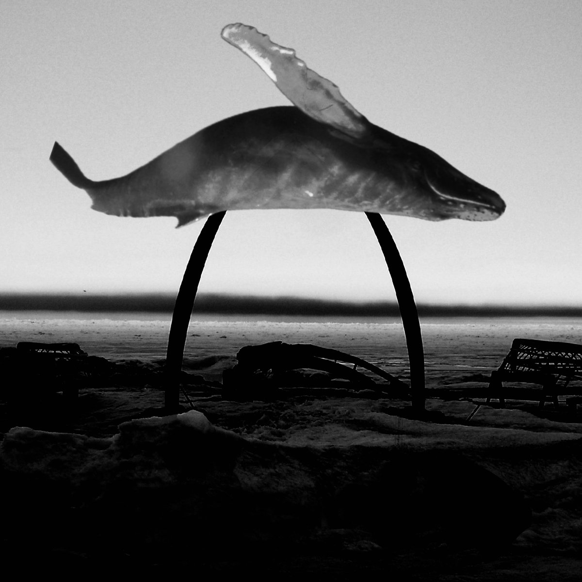 The profile image for death-of-the-whale