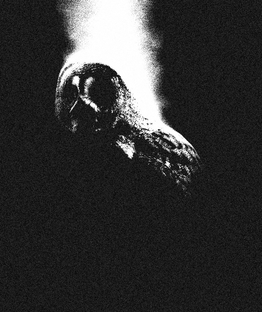 The primary image of Strigidae
