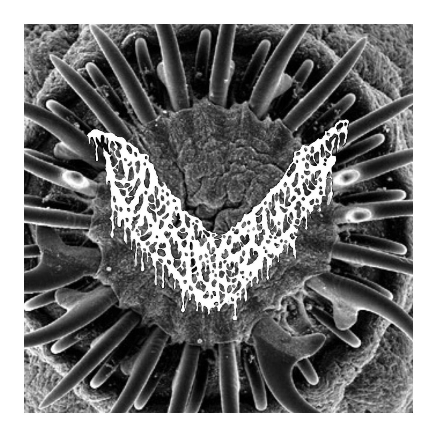 The primary image of Vermifuge