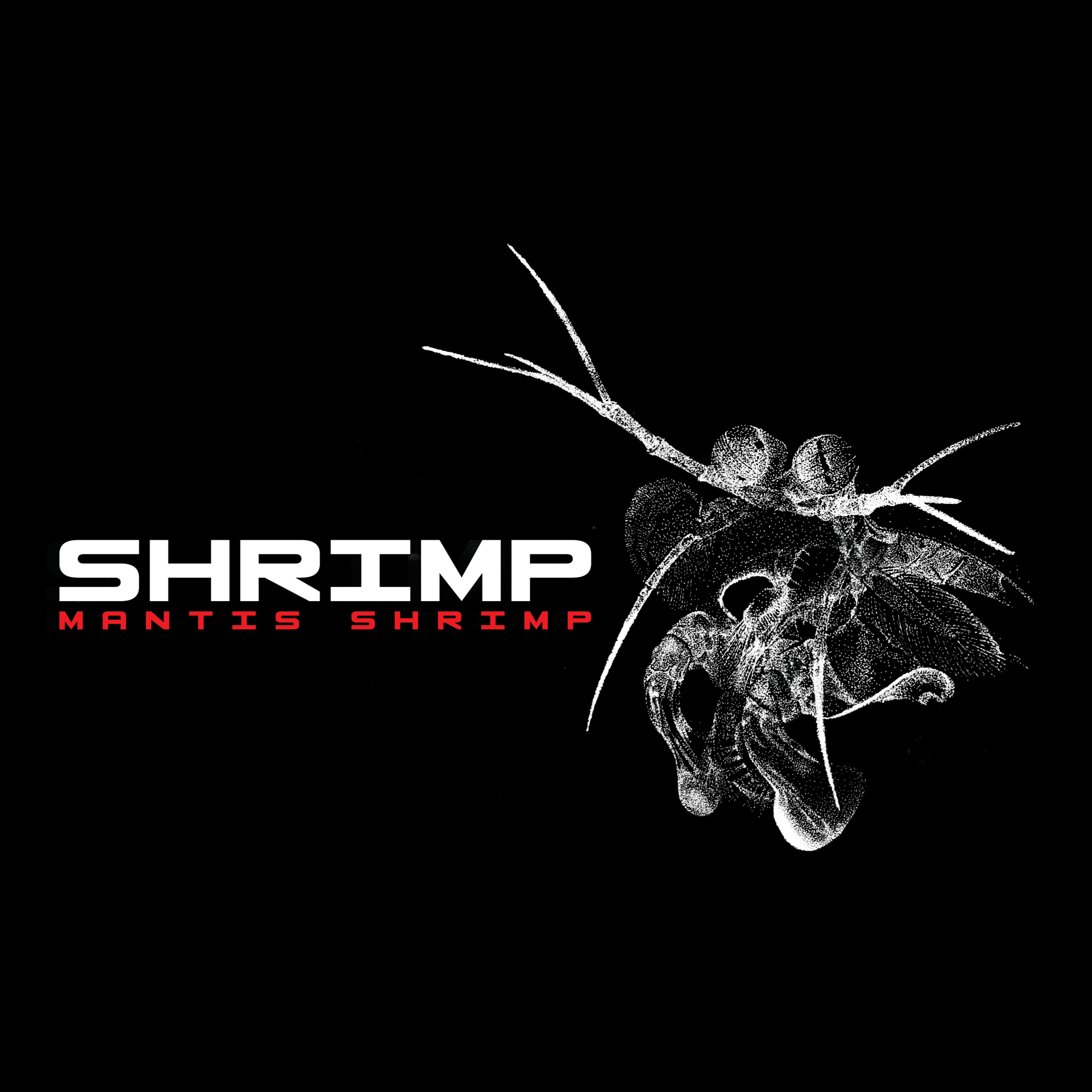 Mantis Shrimp