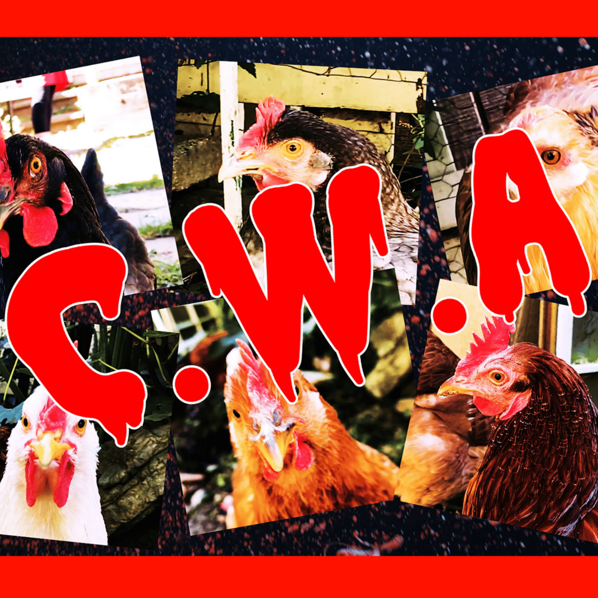 Chicken Pose: Chickens With Attitudes f. Cluxx Bacaw