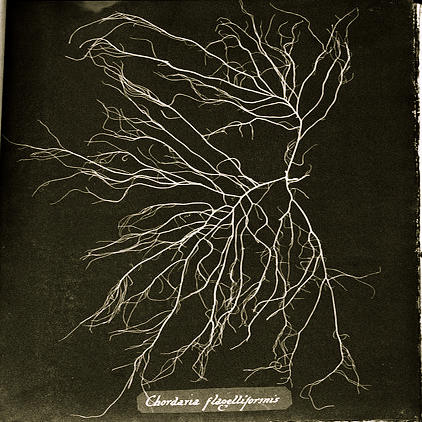 Chordaria Flagelliformis