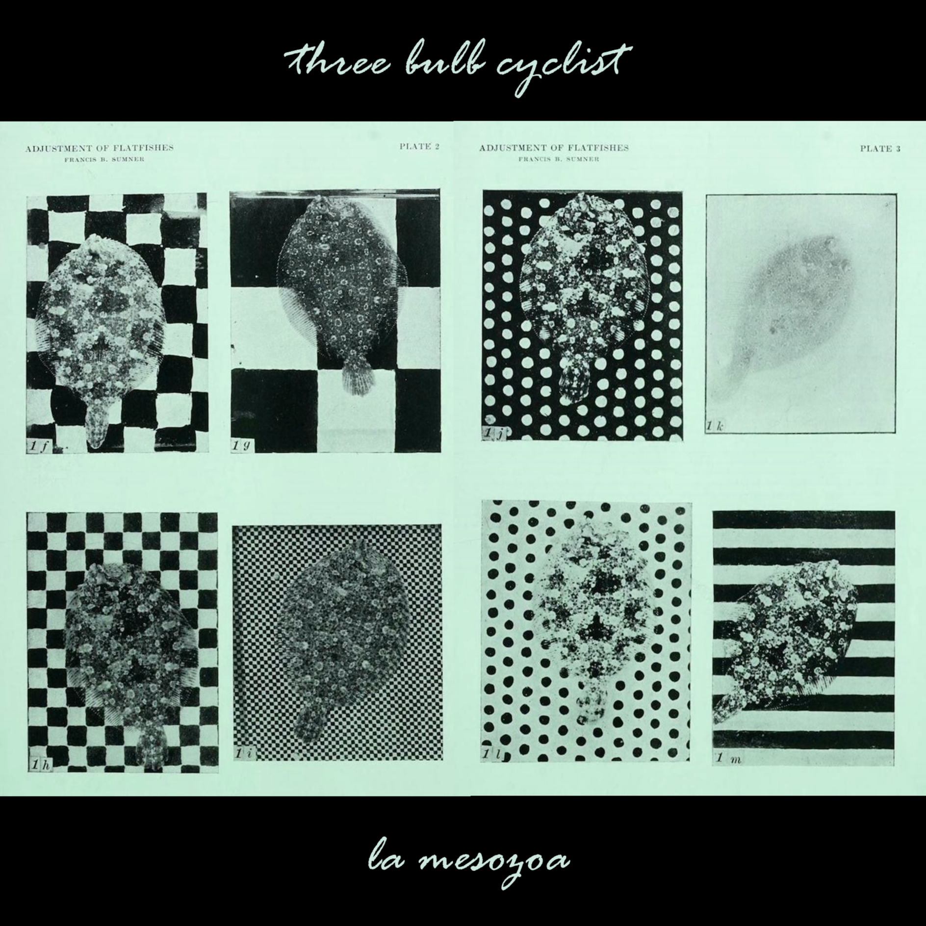 La Mesozoa