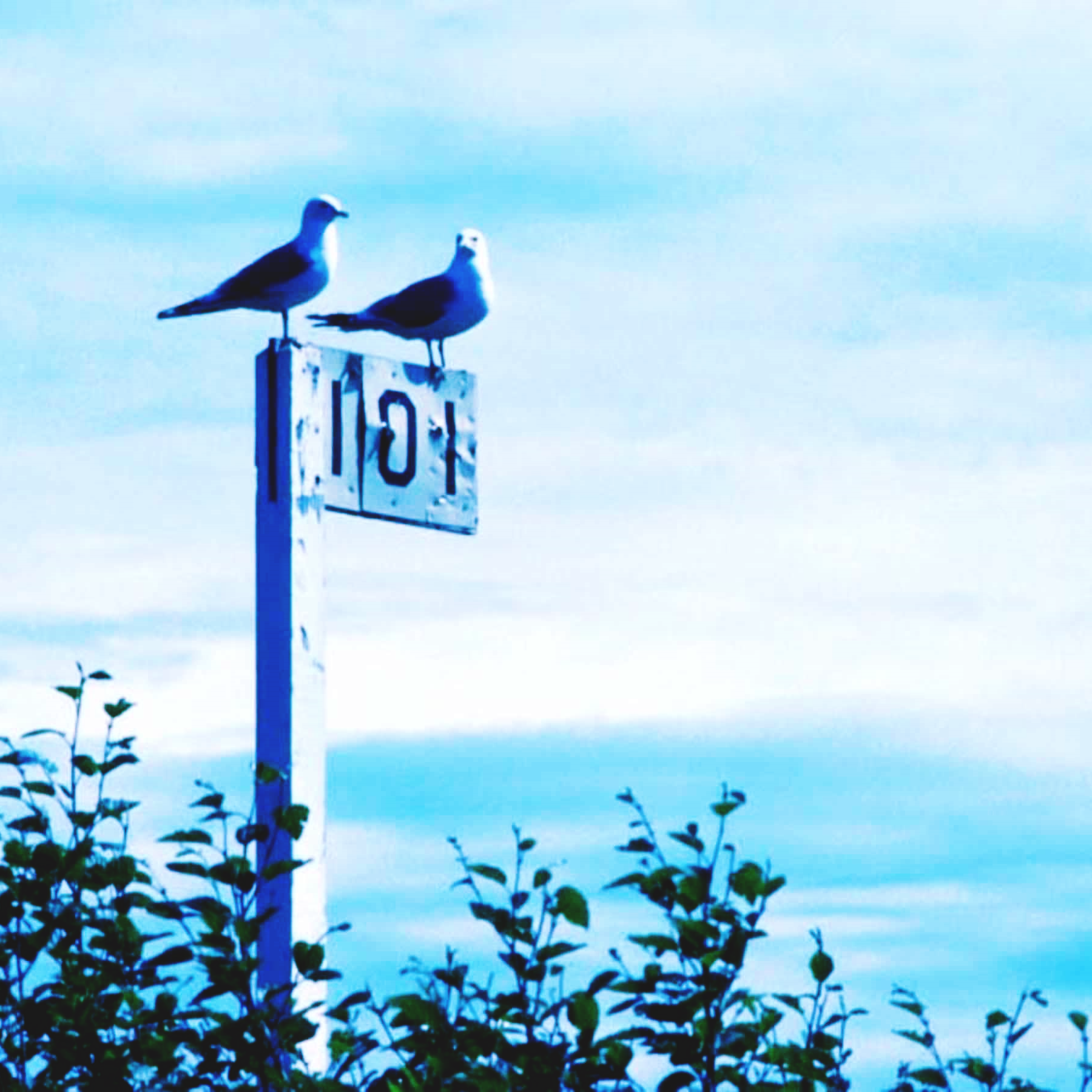 Modular Birds