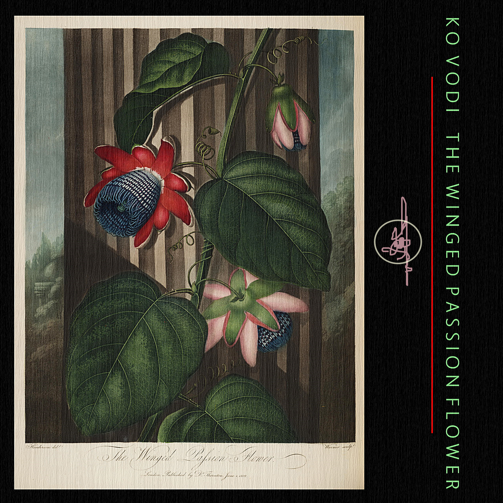 The Winged Passion Flower