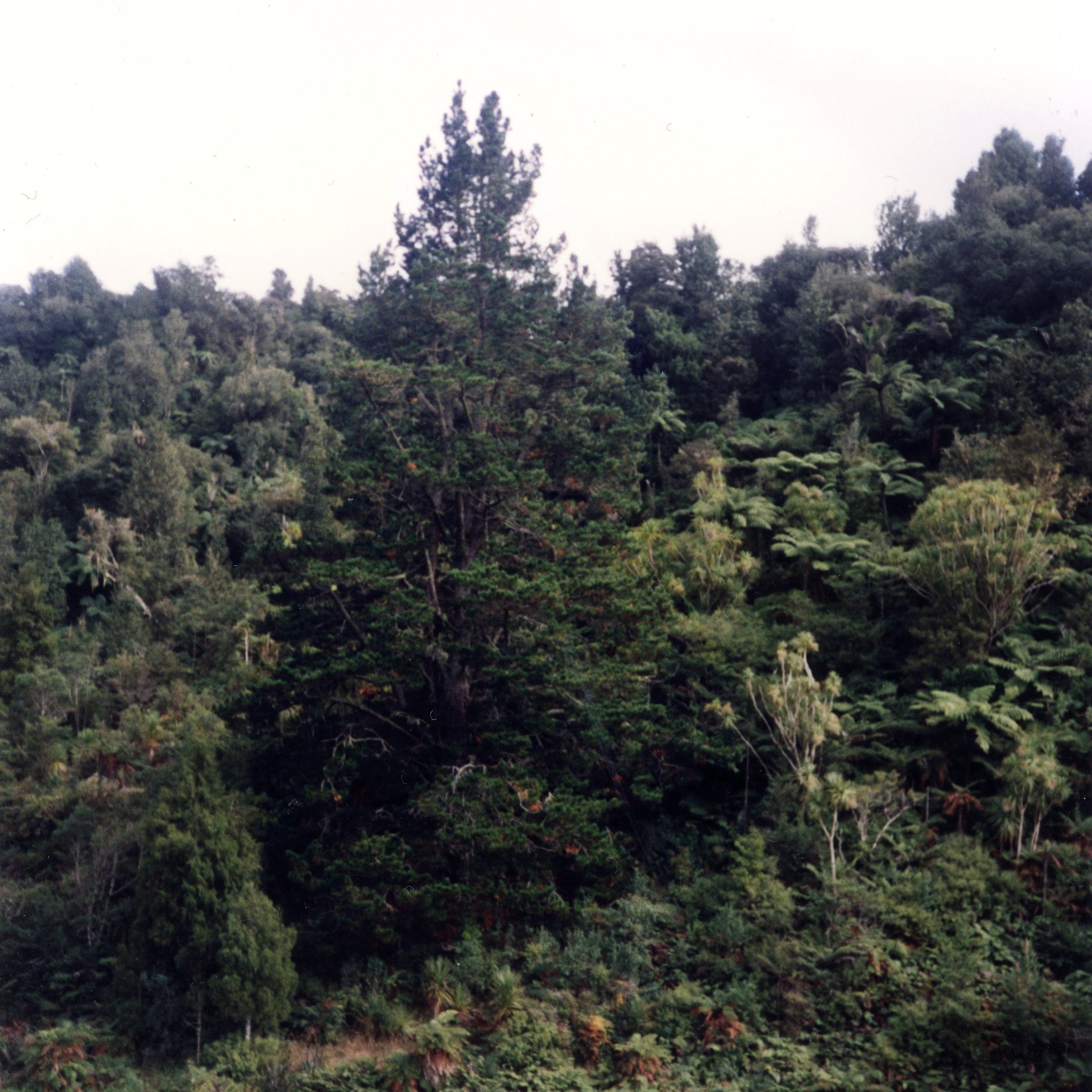 Wilding Pine