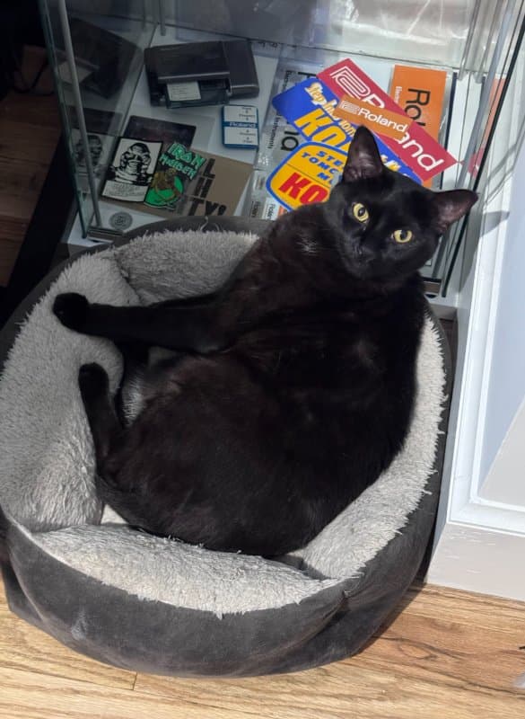 My black cat Smudge, who, along with her sister, inspired the name Void Cat Studios.